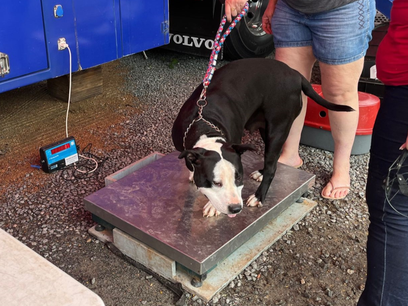 A imagem mostra um cachorro participando do Mutirão de Castração