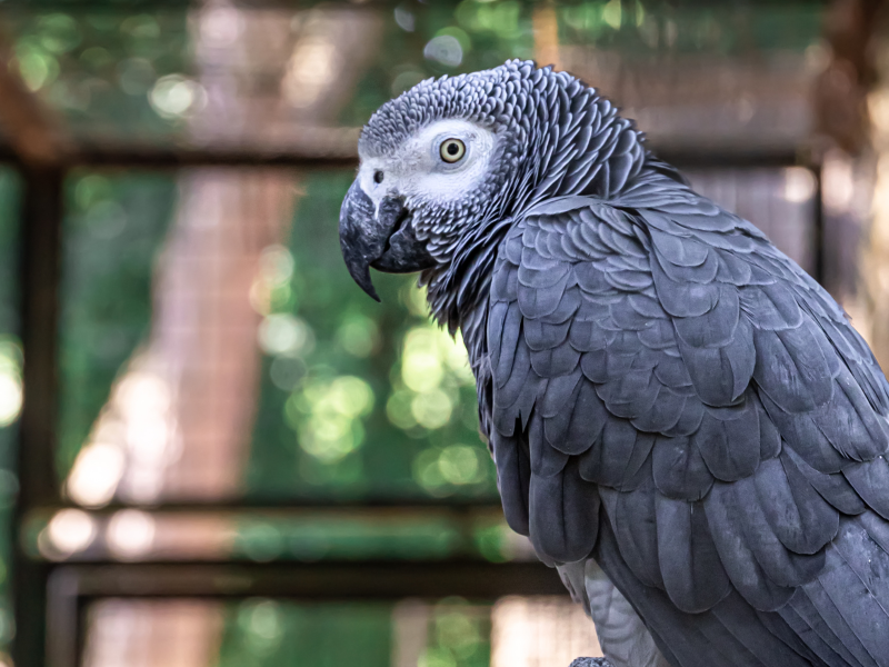 A imagem mostra uma espécie dos animais silvestres divulgados