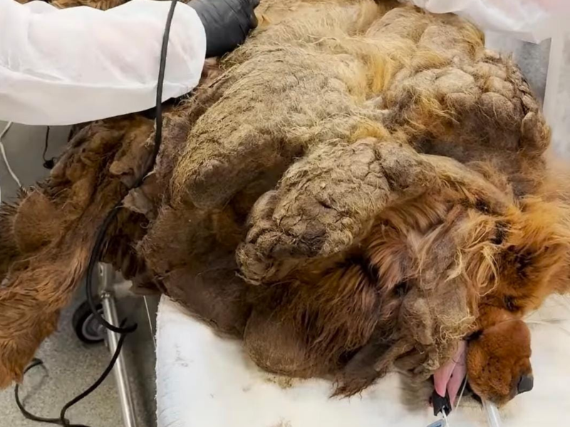 A imagem mostra a cadela com 13 kg de pelo