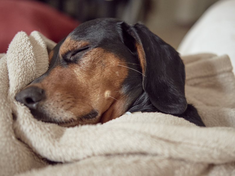 A imagem mostra um cachorro doente para ilustrar a matéria de pets picados por animais venenosos