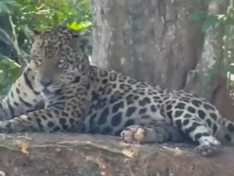 A imagem mostra a onça no Pantanal encontrada pelo cantor Leonardo