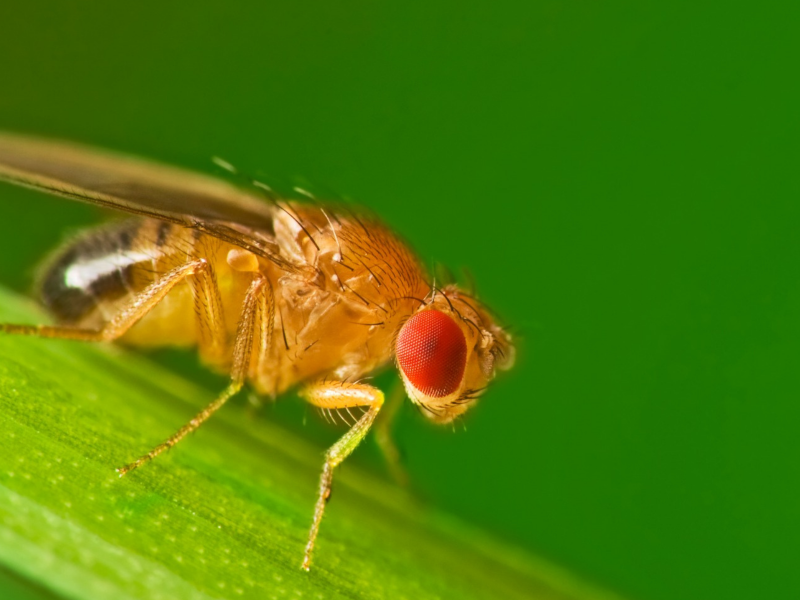 Mosquito visto de perto pousado em cima de folha