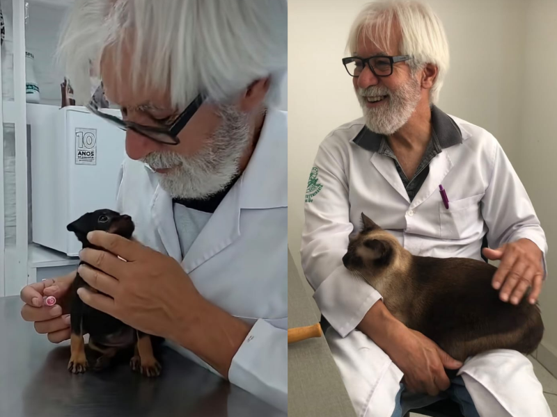 A imagem mostra o veterinário e seus pacientes