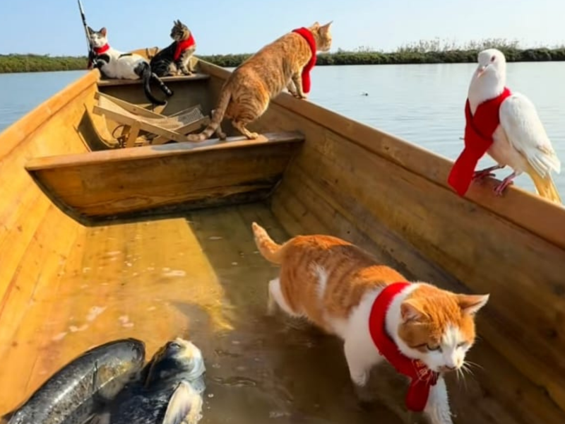 A imagem mostra os gatos dentro do barco