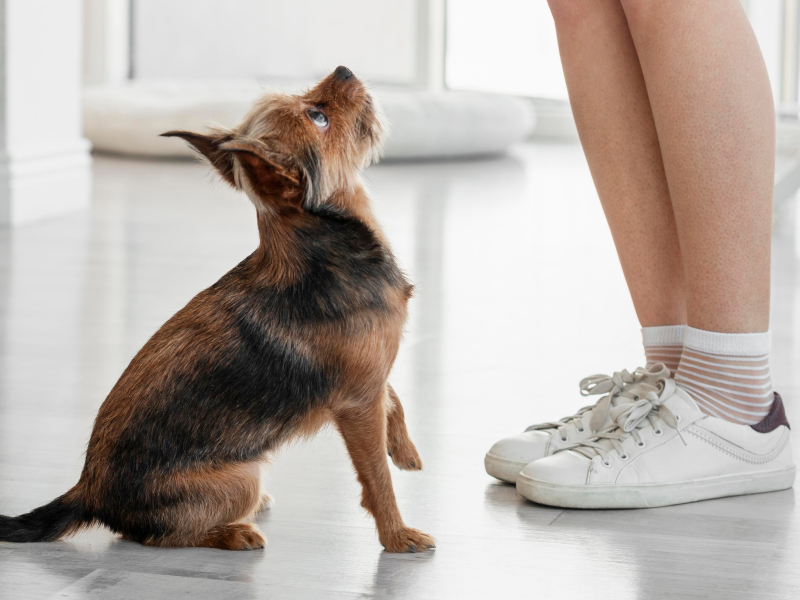 A imagem mostra um pet com dependência emocional canina