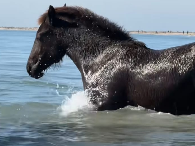 A imagem mostra um potro no mar