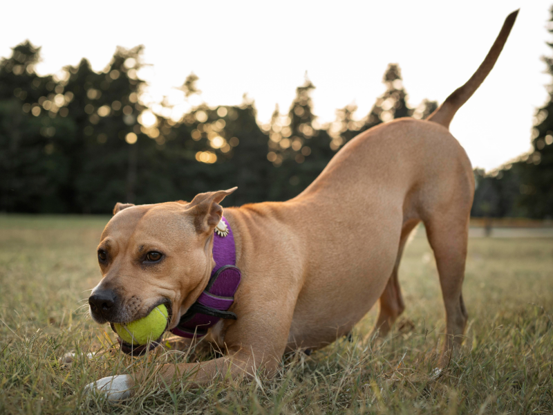 A imagem mostra um cão praticando esportes para pets