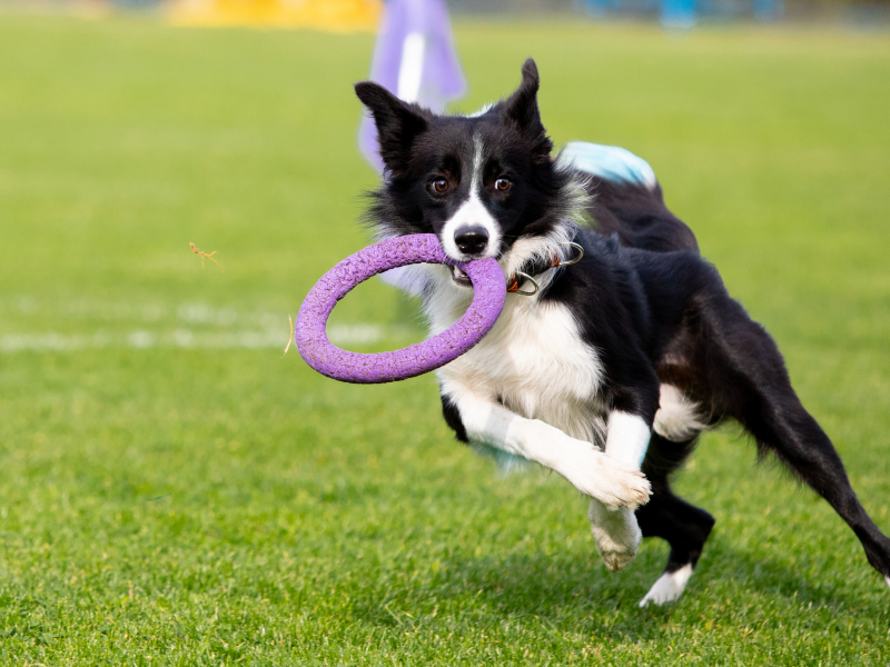 A imagem mostra um pet praticando esporte