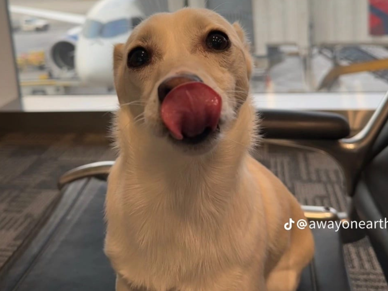 A imagem mostra o cachorro de rua resgatado