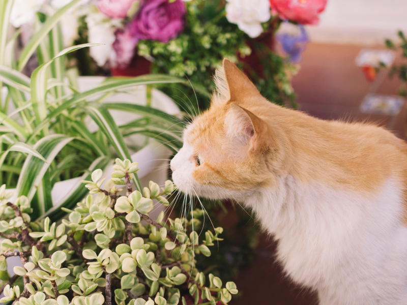 A imagem mostra um gato observando plantas