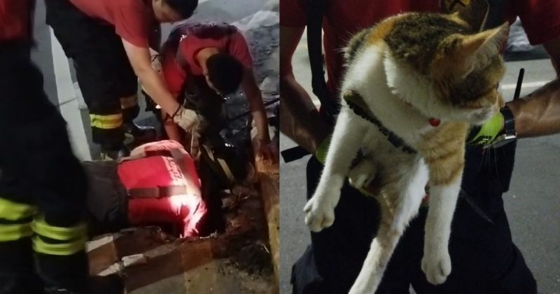 Gato preso em bueiro em Jaraguá do Sul