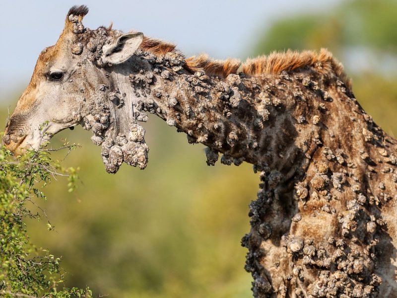 Girafa com diversas "saliências" em sua pele