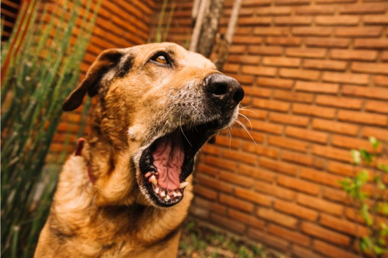 cachorro do vizinho é morto em Mondaí