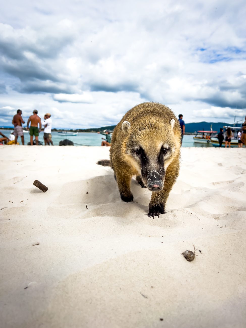 Os quatis que circulam pela Ilha do Campeche não deixam de ser atração do local. Atenção porque é proibido alimentá-los! - Allan Carvalho/PMF/Divulgação