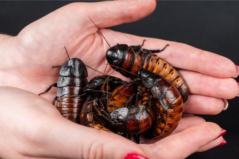 mão segurando várias baratas, a foto pode causar medo de insetos