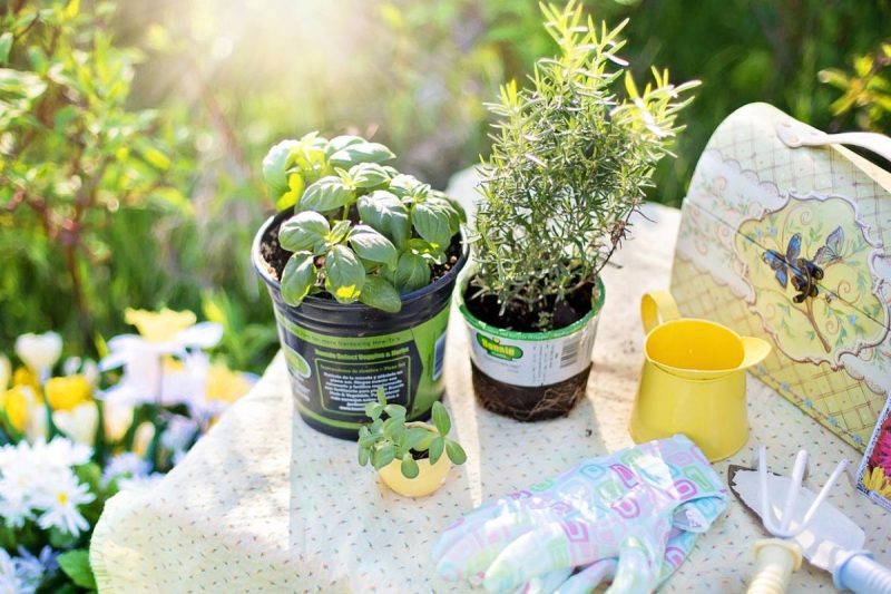 uma mesa no meio do jardim com duas plantas para simbolizar as 5 ervas, itens de jardinagem