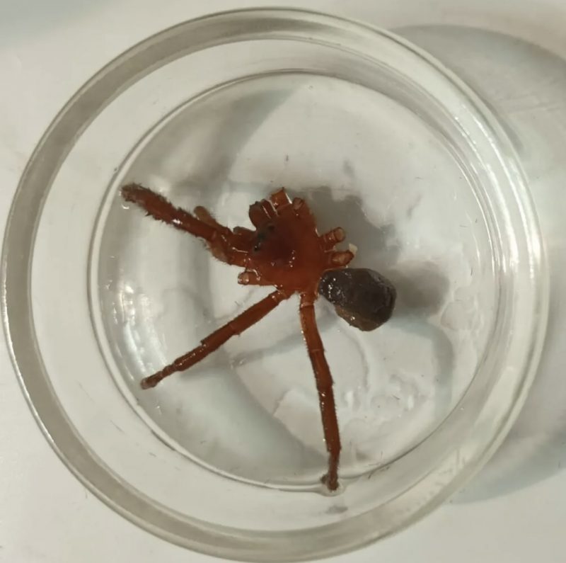 Aranha venenosa