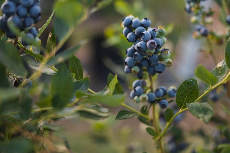 O avanço do mirtilo em Santa Catarina e a nova rota das frutas vermelhas