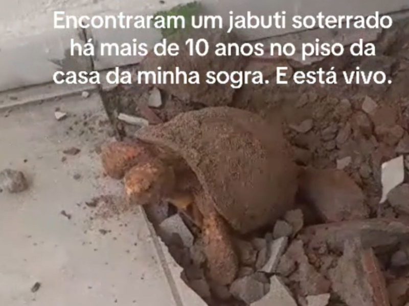 Jabuti encontrado debaixo do piso