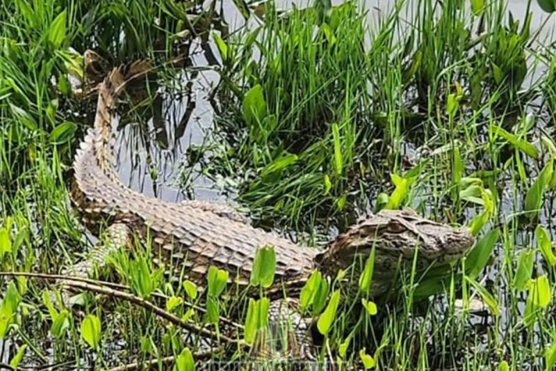 O jacaré foi solto no Lago Internacional em Dionísio Cerqueira