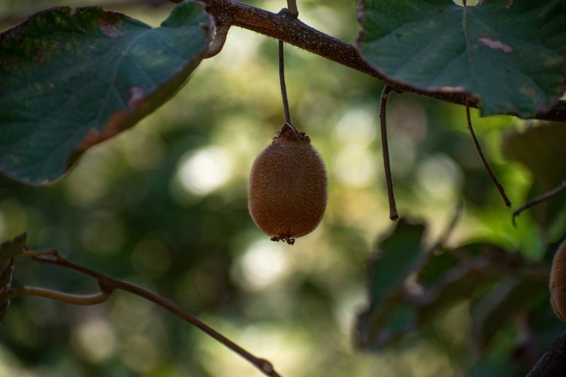 Kiwi ainda no pé 