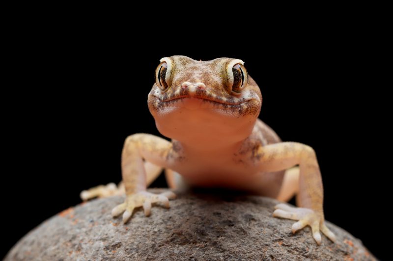 Lagartixa em uma pedra 