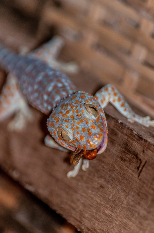 Lagartixa em uma cadeira de madeira 