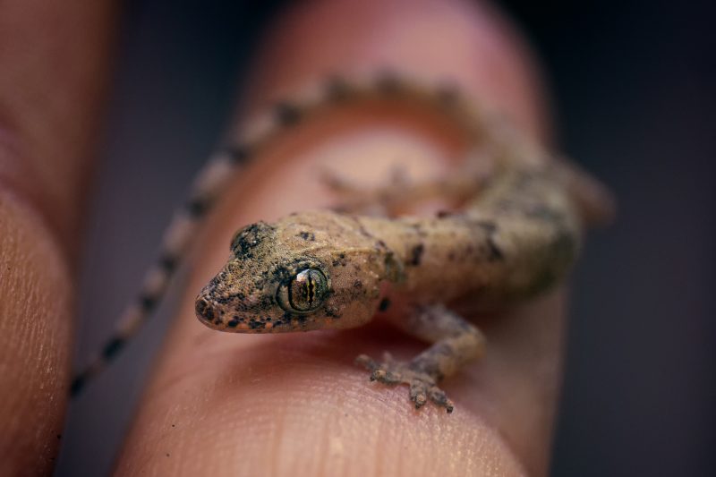 Lagartixas comem animais que representam riscos a saúde 