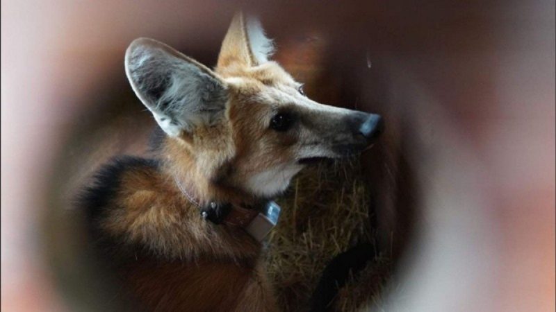 Lobo-guará