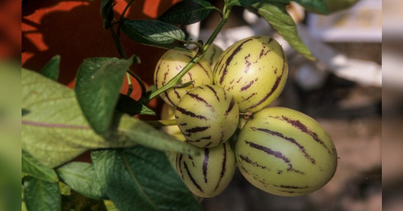 Imagem da fruta melão pepino em árvore