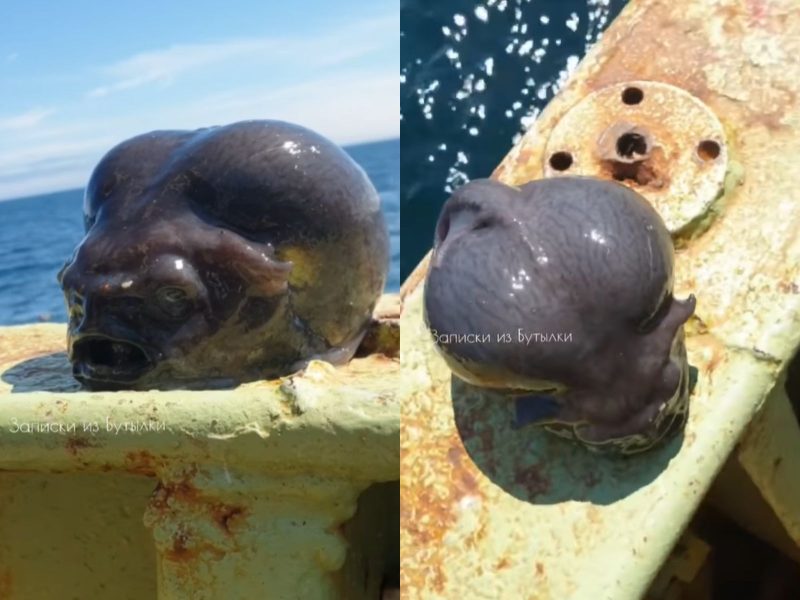 A montagem mostra o animal marinho Aptocyclus ventricosus, ou peixe-lapa-liso