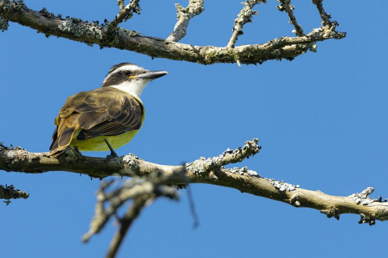 canto do bem-te-vi em cima de um galho de uma árvore