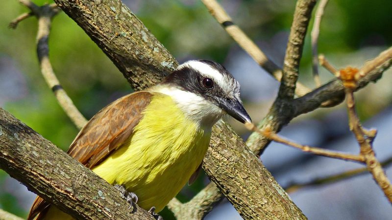 bem-te-vi amarelo, preto e marrom na árvore