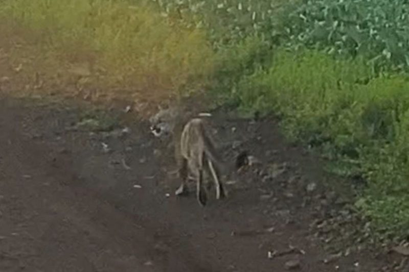 O avistamento da onça-parda ocorreu no dia 29 de janeiro por um caminhoneiro