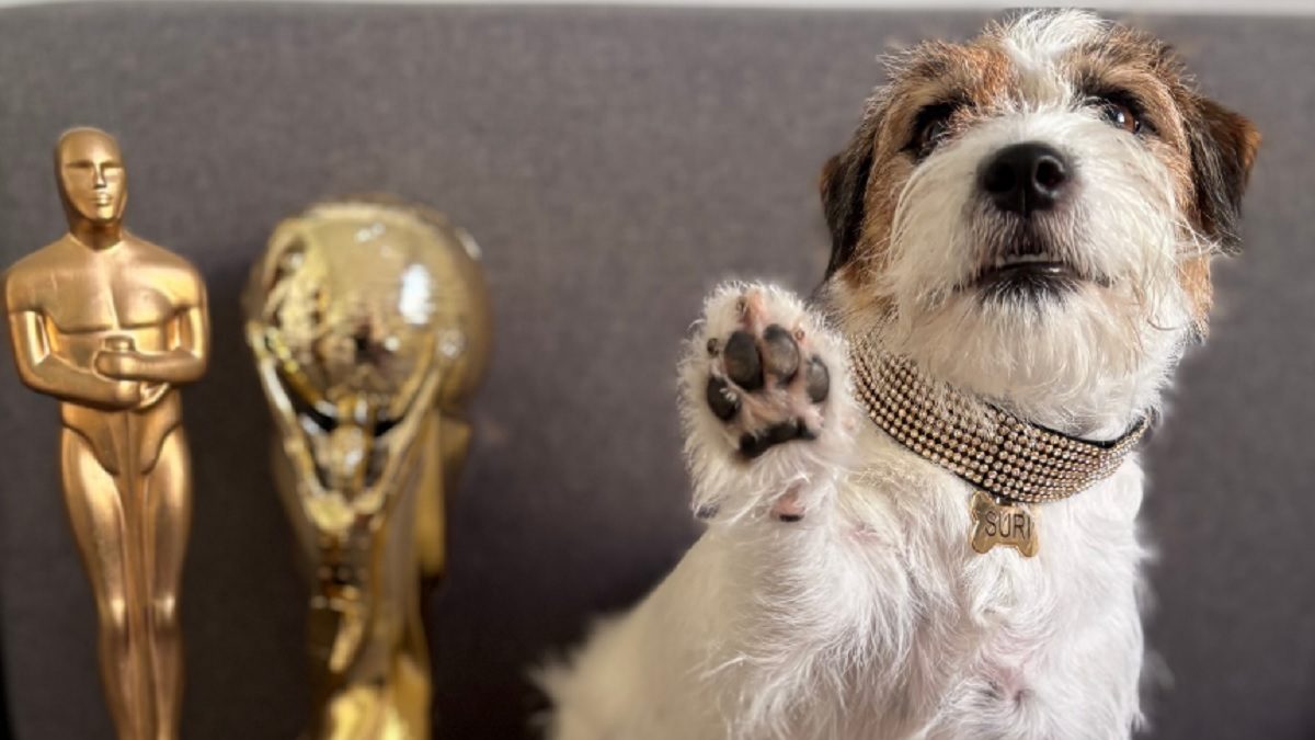 Oscar Animal Cães de 'Ainda Estou Aqui' são premiados(01)