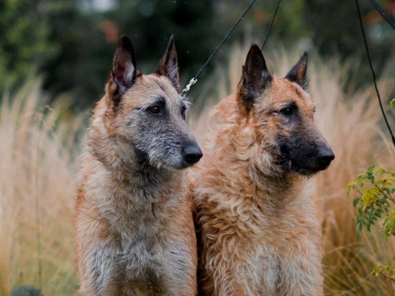 A imagem mostra uma raça de cachorro exótica chamada Pastor Belga Laekenois 