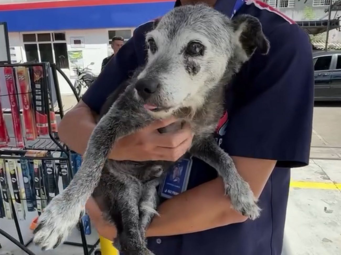 Pingo é um dos cachorros mais velhos do país