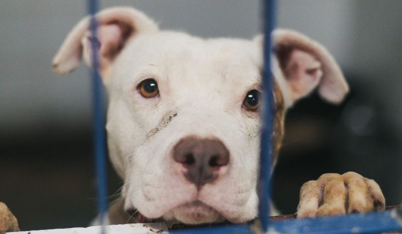 Mais de 40 Pit Bulls aguardam por novo lar na Dibea de Florianópolis. Na imagem, um pitbull branco com manchas pretas com a pata na grade da sala de um abrigo