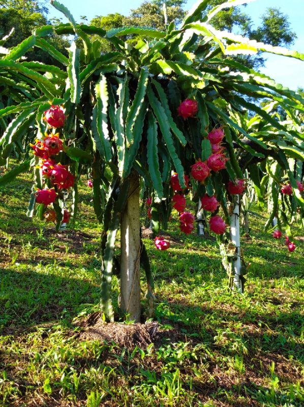 Pitaya em Gaspar