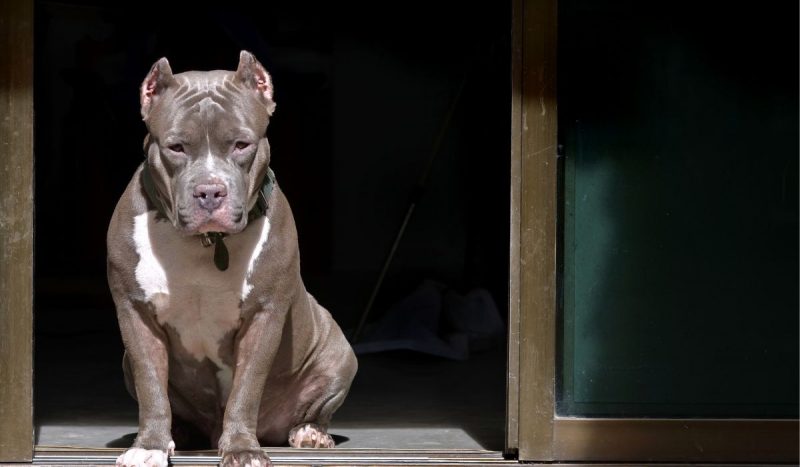 Pitbull na porta de casa