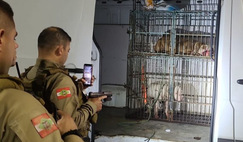 foto mostra pitbulls em gaiolas dentro de van enquanto dois policiais os olham, um deles apontando uma arma e o celular para os animais