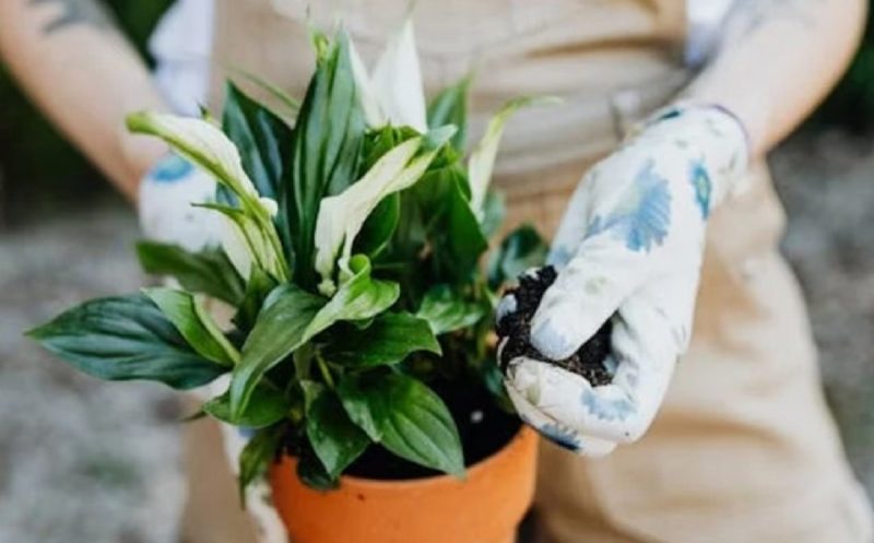 na foto aparece a planta lírio-da-paz pode ajudar a pessoa a acordar de bom humor