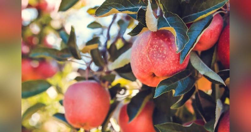 Folhas de pomarrosa com fruto