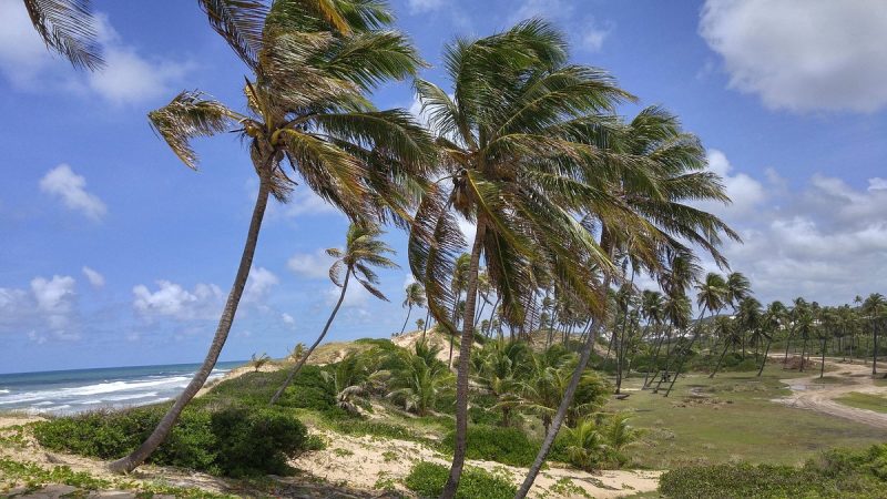 Praia bela com coqueirais 