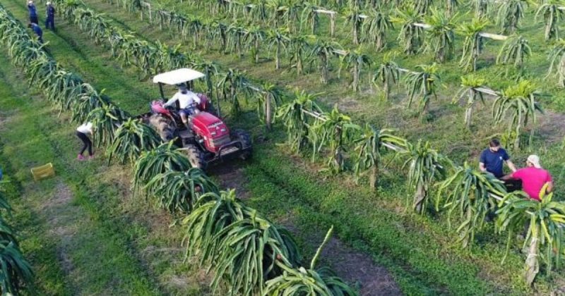 Imagem aérea de plantação de pitaya 