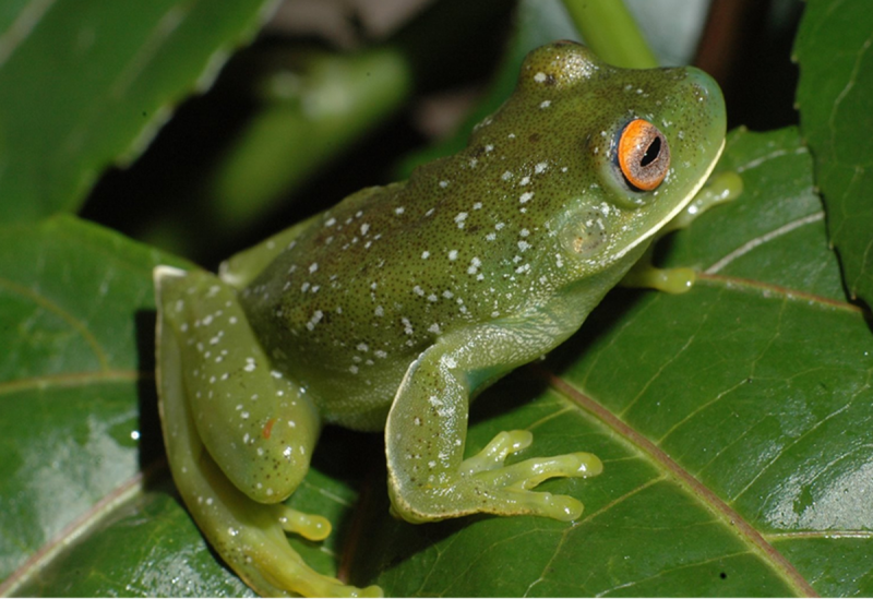 Sapo verde em uma folha