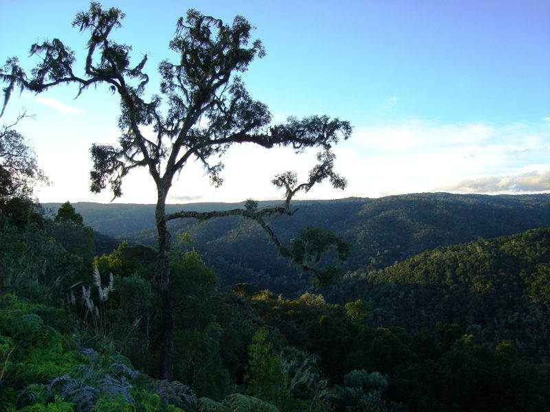 Imagem da vegetação da Reserva Biológica Estadual do Sassafrás