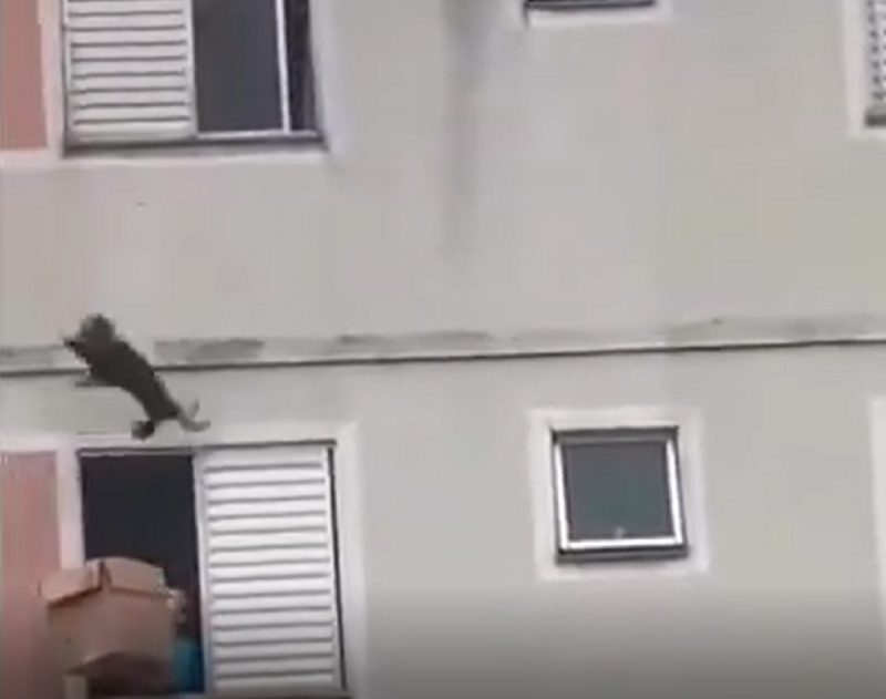 Mulher usa caixa de papelão para salvar cachorro em SP