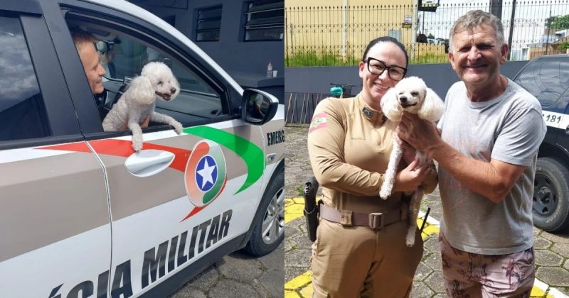 Poodle pega carona em viatura da PM após ser resgatada de sequestro em SC