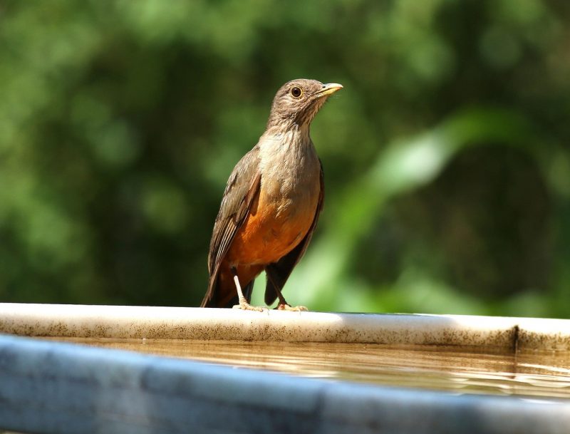 Sabiá em frente à uma fonte de água